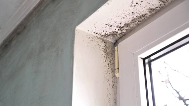 Best Mold Cleaning Services  in Fairview, NC