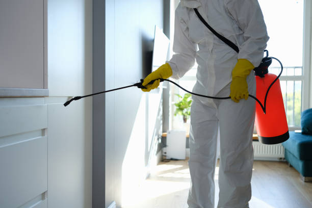 Best Toxic Mold Removal  in Fairview, NC