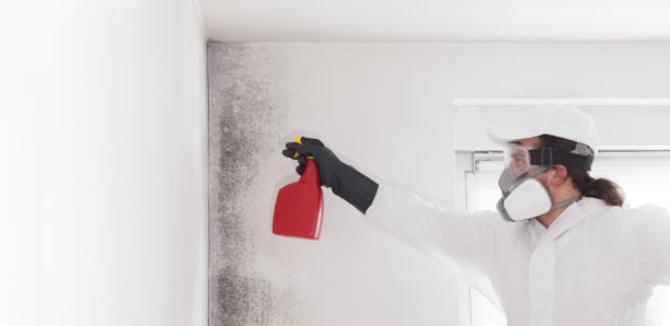 Best Mold Damage Repair  in Fairview, NC