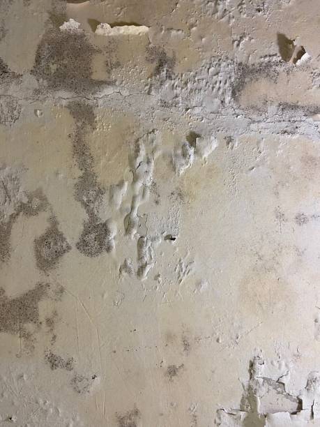 Best Professional Mold Removal  in Fairview, NC