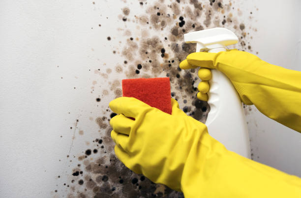 Best Home Mold Removal  in Fairview, NC