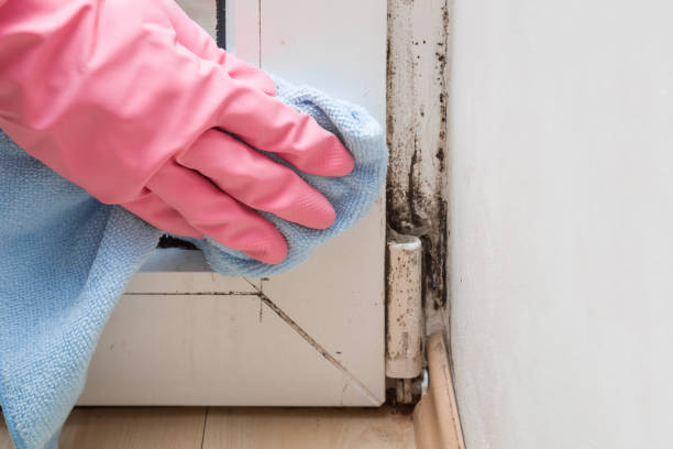Best Residential Mold Removal  in Fairview, NC