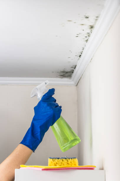 Professional Mold Removal in Fairview, NC
